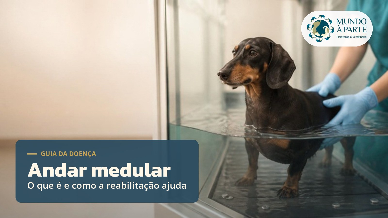Dachshund em esteira aquática durante sessão de reabilitação