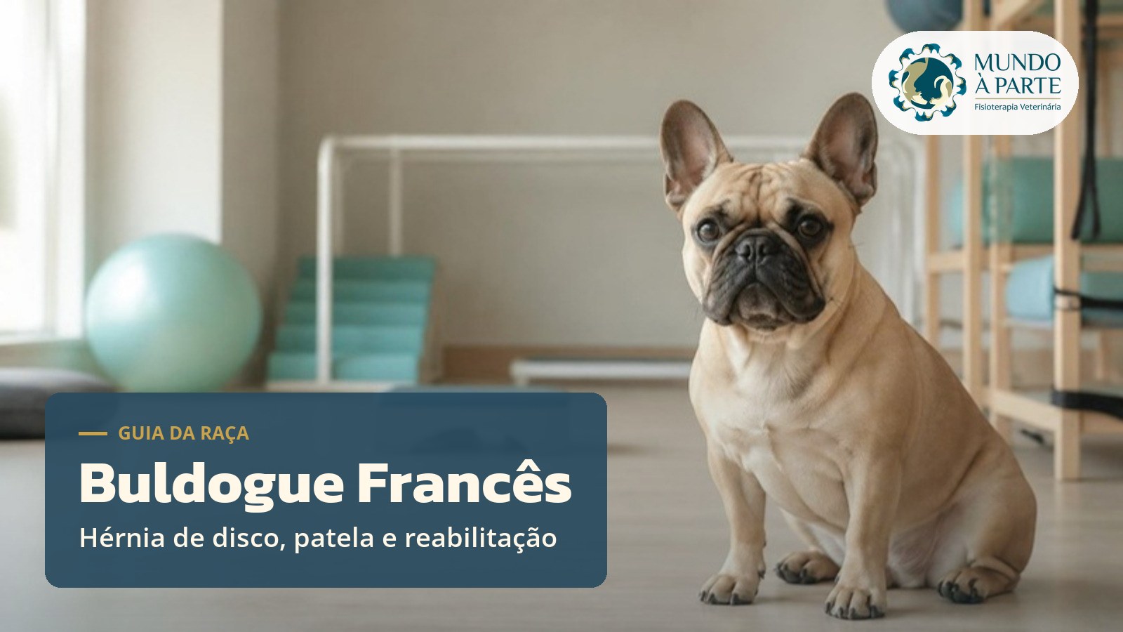 Buldogue Francês sentado em sala de reabilitação veterinária