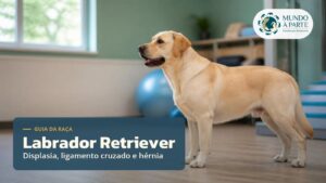 Labrador Retriever em sala de reabilitação veterinária