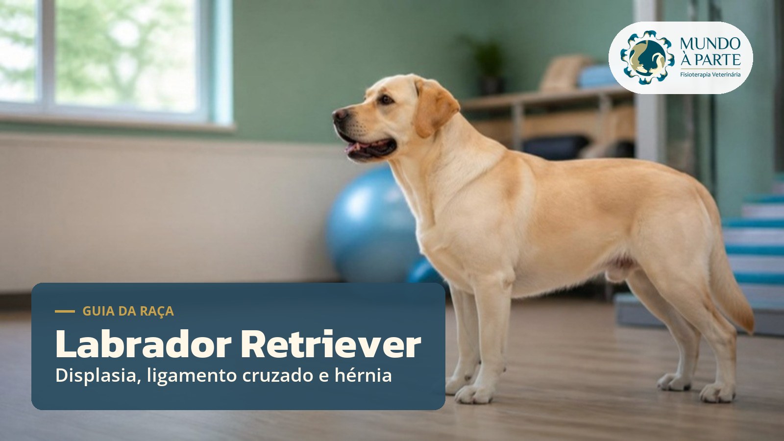 Labrador Retriever em sala de reabilitação veterinária