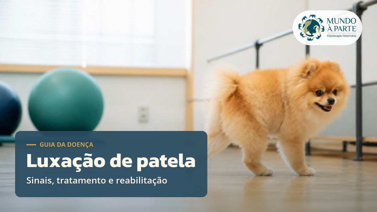 Lulu da Pomerânia caminhando em sala de reabilitação veterinária