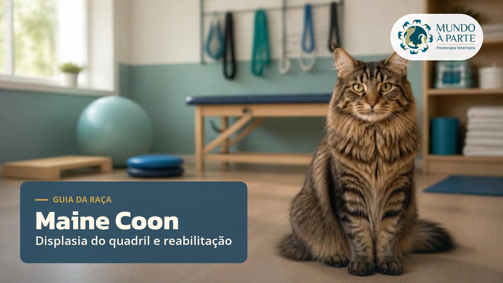 Gato Maine Coon em sala de reabilitação veterinária