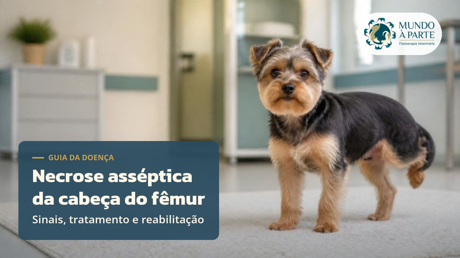 Cão de raça pequena com uma pata traseira levantada em clínica veterinária