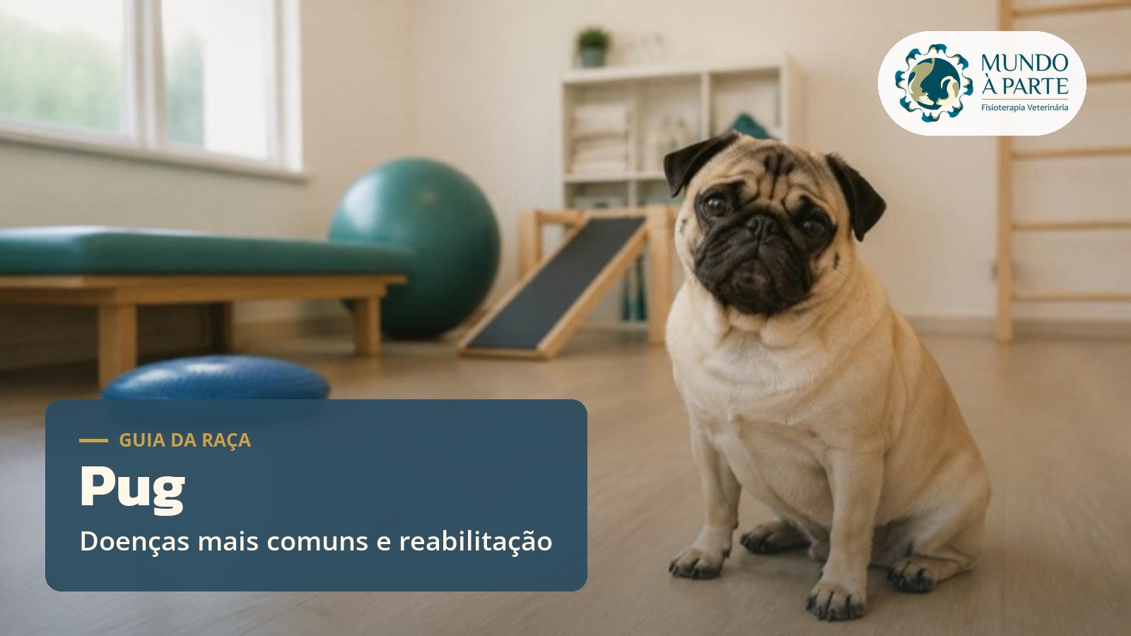Pug sentado em sala de reabilitação veterinária