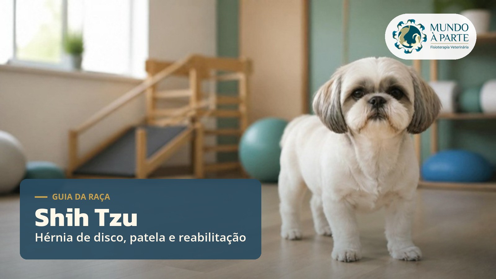 Cão da raça Shih Tzu em sala de reabilitação veterinária