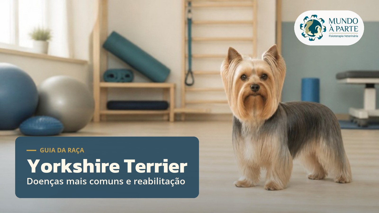 Yorkshire Terrier em sala de reabilitação veterinária