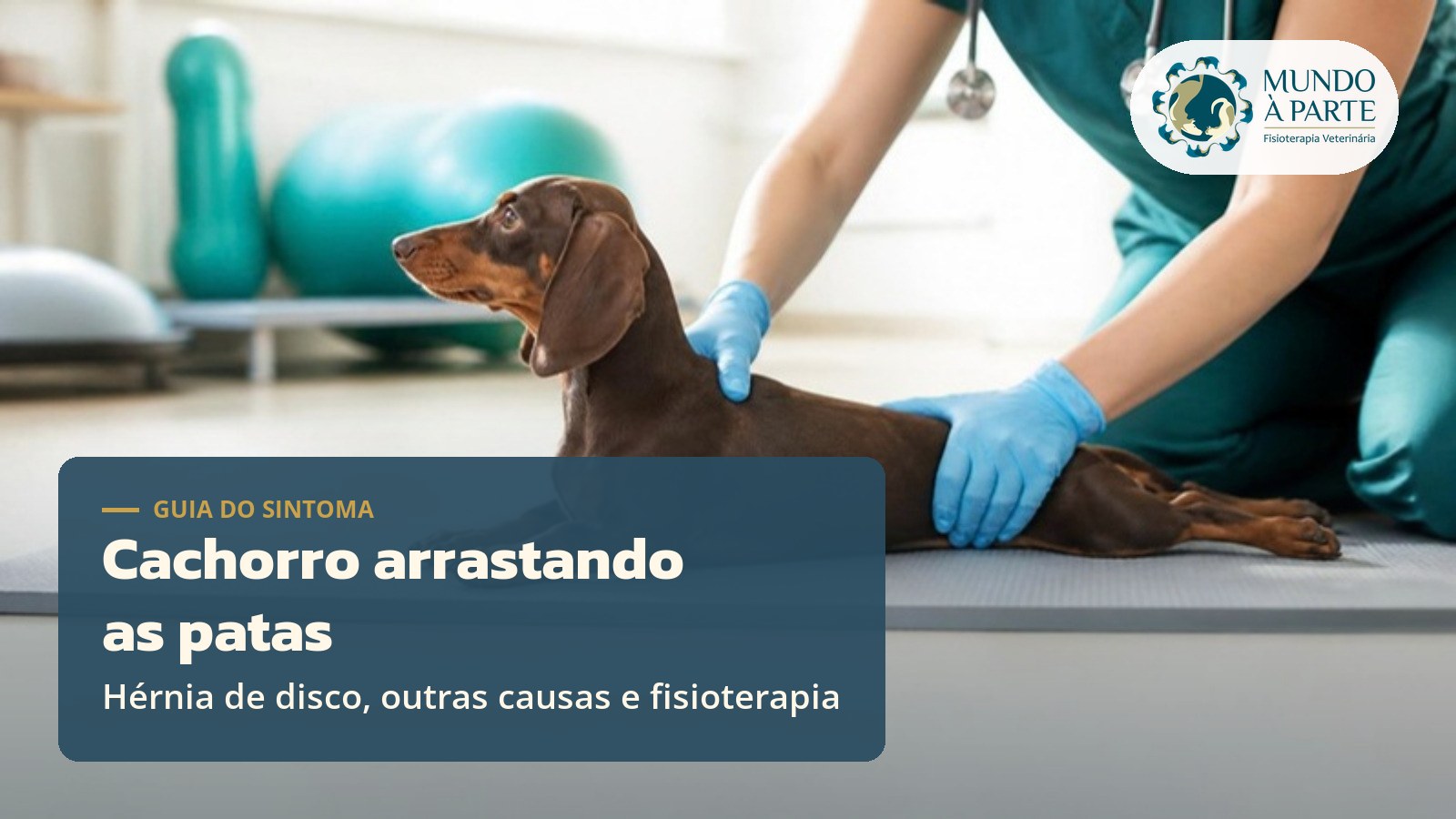 Cachorro arrastando as patas: pode ser hérnia de disco?