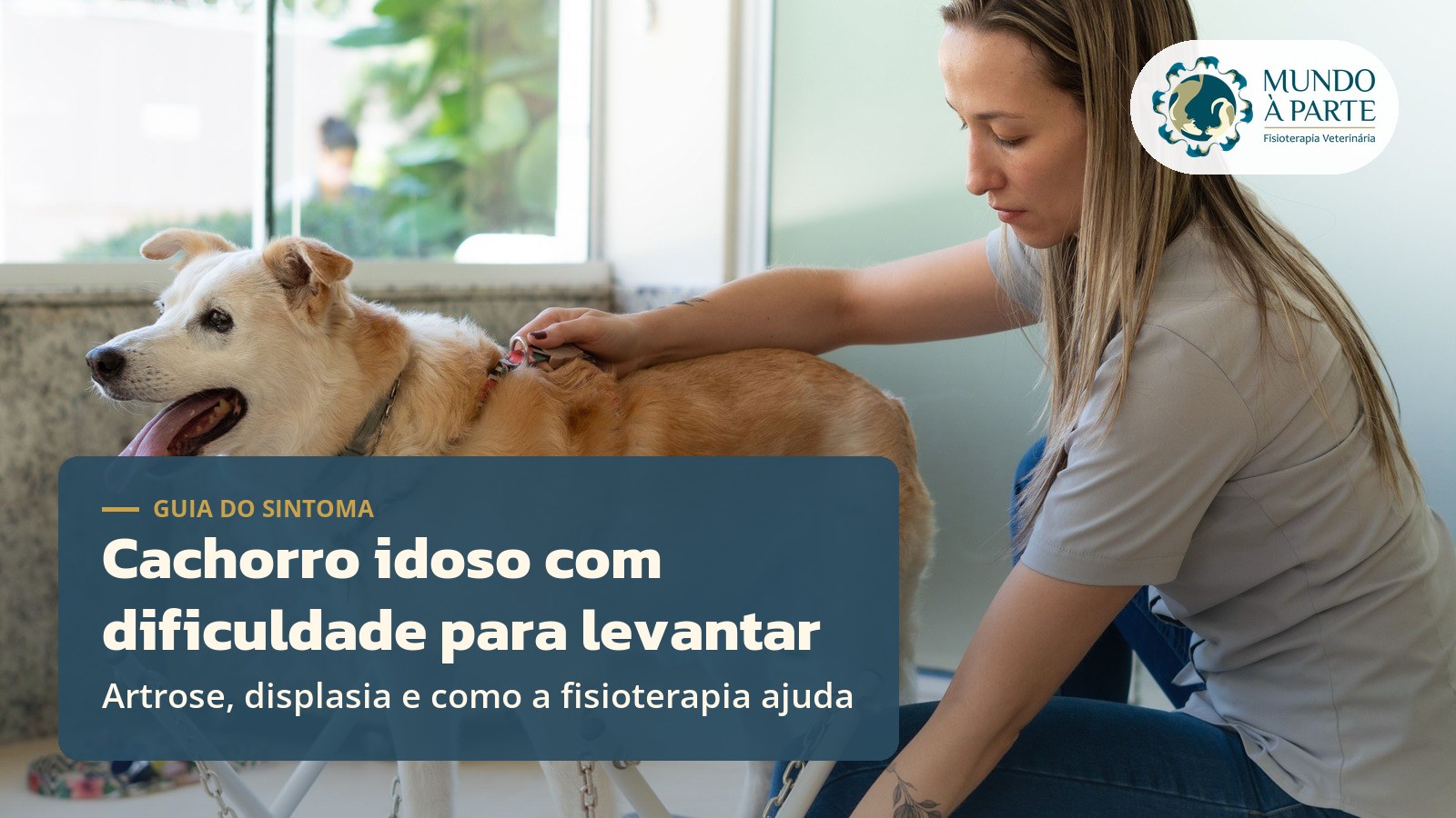Cachorro idoso com dificuldade para levantar: pode ser artrose?