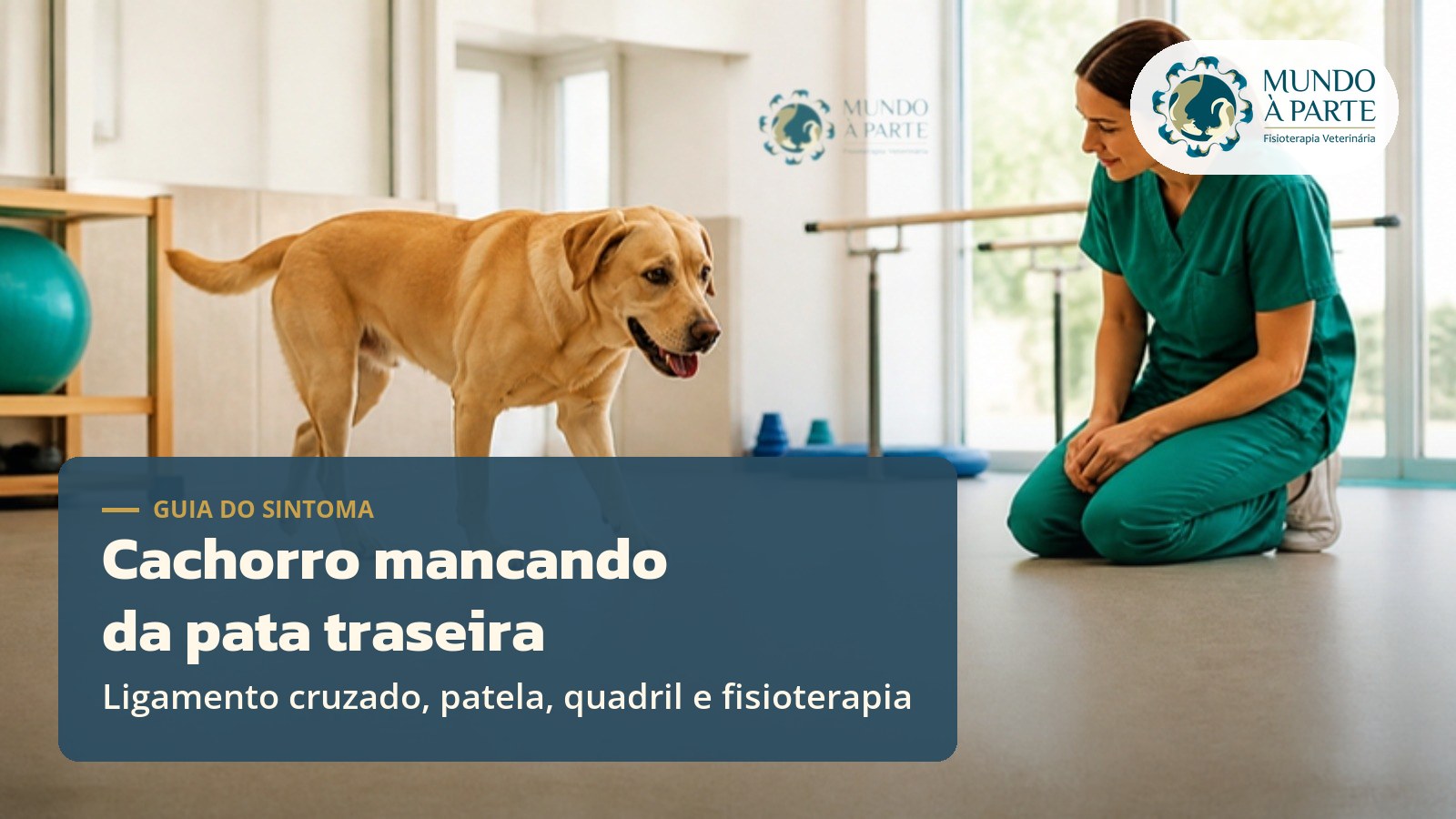 Cachorro mancando da pata traseira: o que pode ser?